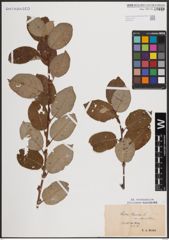 Foto von Salix caprea L.